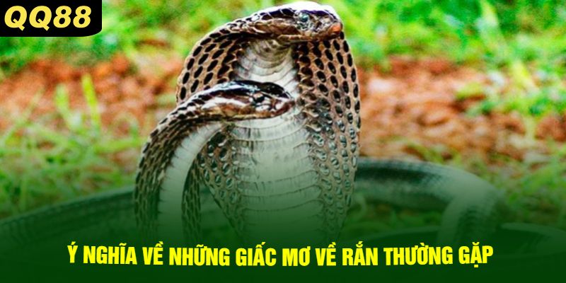 Ý Nghĩa Về Những Giấc Mơ Về Rắn Thường Gặp 
